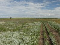 NL, Friesland, Terschelling, Boschplaat 79, Saxifraga-Dirk Hilbers