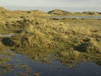 NL, Friesland, Terschelling, Groede 6, Saxifraga-Jan van der Straaten