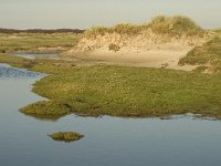 NL, Friesland, Terschelling, Groede 7, Saxifraga-Jan van der Straaten