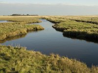 NL, Friesland, Terschelling, Wierschuur 19, Saxifraga-Marijke Verhagen