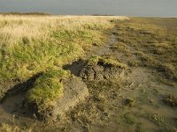 NL, Friesland, Terschelling, Wierschuur 2, Saxifraga-Jan van der Straaten