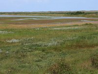 NL, Friesland, Vlieland, Derde Kroons Polder 10, Saxifraga-Hans Boll