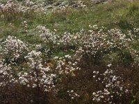 NL, Friesland, Vlieland, Derde Kroons Polder 6, Saxifraga-Hans Boll