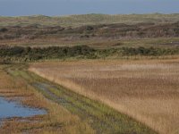 NL, Friesland, Vlieland, Derde Kroons Polder 7, Saxifraga-Hans Boll