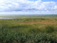 NL, Friesland, Vlieland, Dodemans Bol 7, Saxifraga-Hans Boll