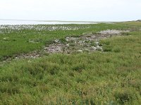 NL, Friesland, Vlieland, Posthuiswad 14, Saxifraga-Hans Boll