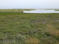 NL, Friesland, Vlieland, Posthuiswad 17, Saxifraga-Hans Boll