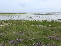 NL, Friesland, Vlieland, Posthuiswad 18, Saxifraga-Hans Boll