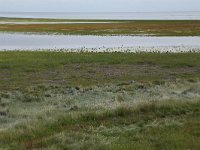 NL, Friesland, Vlieland, Posthuiswad 3, Saxifraga-Hans Boll