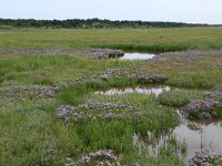 NL, Friesland, Vlieland, Posthuiswad 7, Saxifraga-Hans Boll