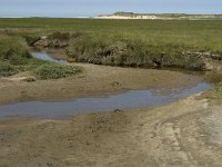 NL, Noord-Holland, Texel, De Slufter 20, Saxifraga-Jan van der Straaten