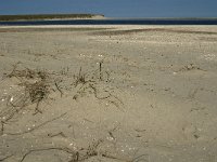 NL, Noord-Holland, Texel, De Slufter 28, Saxifraga-Jan van der Straaten