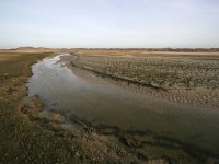 NL, Noord-Holland, Texel, De Slufter 45, Saxifraga-Bart Vastenhouw