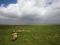 NL, Zeeland, Breskens, Hooge Platen 1, Saxifraga-Bart Vastenhouw  Langs de Scheldedijk