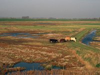 NL, Zeeland, Schouwen-Duiveland, Koudekerkse Inlaag 2, Saxifraga-Jan van der Straaten