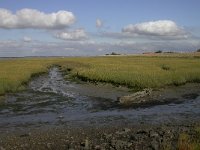 NL, Zeeland, Sint Philipsland, Rumoirtschorren 2, Saxifraga-Peter Meininger