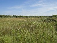 NL, Zuid-Holland, Goeree-Overflakkee, Kwade Hoek 11, Saxifraga-Willem van Kruijsbergen