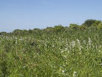 NL, Zuid-Holland, Goeree-Overflakkee, Kwade Hoek 5, Saxifraga-Willem van Kruijsbergen