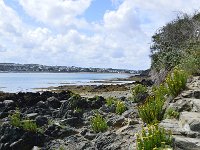 F, Cotes d'Armor, Paimpol, Pointe de Guilben 4, Saxifraga-Theo Verstrael