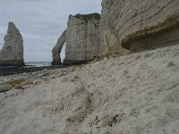 F, Seine-Maritime, Etretat, Porte d Aval 18, Saxifraga-Willem van Kruijsbergen