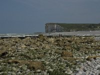 F, Seine-Maritime, Veulettes-sur-Mer 12, Saxifraga-Willem van Kruijsbergen