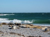 D, Schleswig-Holstein, Helgoland 21, Saxifraga-Bart Vastenhouw