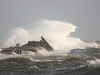 D, Schleswig-Holstein, Helgoland 29, Saxifraga-Bart Vastenhouw