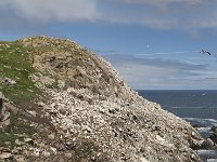 IRL, Wexford, Saltee Islands 1, Saxifraga-Peter Stein