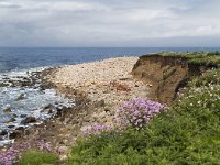 IRL, Wexford, Saltee Islands 2, Saxifraga-Peter Stein