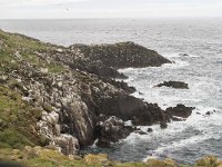 IRL, Wexford, Saltee Islands 4, Saxifraga-Peter Stein