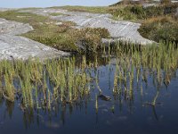 N, More og Romsdal, Averoy, Atlanterhavsvegen 31, Saxifraga-Willem van Kruijsbergen