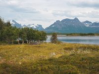 N, Nordland, Hamaroy, Skutvik 19, Saxifraga-Hans Dekker