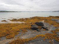 N, Nordland, Hamaroy, Skutvik 7, Saxifraga-Hans Dekker