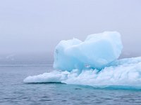 N, Spitsbergen, Burgerbukta 18, Saxifraga-Bart Vastenhouw