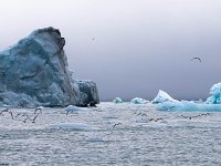 N, Spitsbergen, Burgerbukta 4, Saxifraga-Bart Vastenhouw