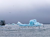 N, Spitsbergen, Burgerbukta 6, Saxifraga-Bart Vastenhouw