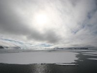 N, Spitsbergen, Fuglesangen 8, Saxifraga-Bart Vastenhouw