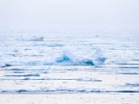 N, Spitsbergen, Noordelijke IJszee, Pakijs 8, Saxifraga-Bart Vastenhouw