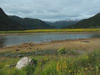 N, Troms, Kaefjord, Gullesfjordbotn 11, Saxifraga-Hans Dekker