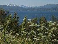 N, Troms, Lenvik, Fjordbotn 5, Saxifraga-Marijke Verhagen