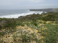 P, Beja, Odemira, Azenha do Mar 39, Saxifraga-Willem van Kruijsbergen