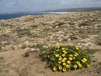 P, Faro, Aljezur, Carrapateira 135, Saxifraga-Willem van Kruijsbergen