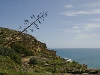 P, Faro, Burgau 10, Saxifraga-Jan van der Straaten