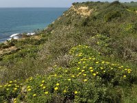 P, Faro, Burgau 5, Saxifraga-Jan van der Straaten