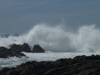 P, Faro, Rogil, Praia da Carriagem 29, Saxifraga-Willem van Kruijsbergen