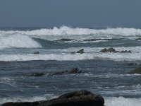 P, Faro, Rogil, Praia do Vale dos Homens 16, Saxifraga-Willem van Kruijsbergen