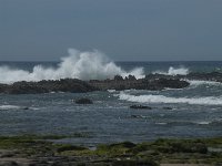 P, Faro, Rogil, Praia do Vale dos Homens 42, Saxifraga-Willem van Kruijsbergen