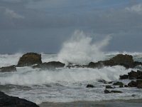 P, Faro, Vila do Bispo, Castelejo 10, Saxifraga-Jan van der Straaten