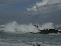 P, Faro, Vila do Bispo, Castelejo 12, Saxifraga-Jan van der Straaten