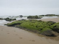 P, Faro, Vila do Bispo, Praia da Cordoama 22, Saxifraga-Willem van Kruijsbergen